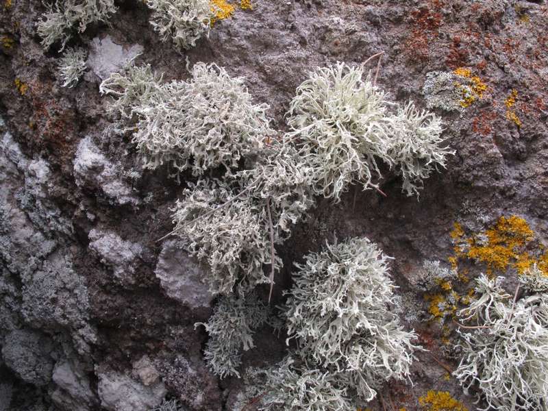 [Ramalina requienii]